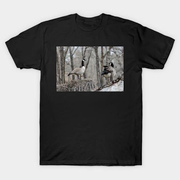 Canada Geese nesting T-Shirt by CanadianWild418